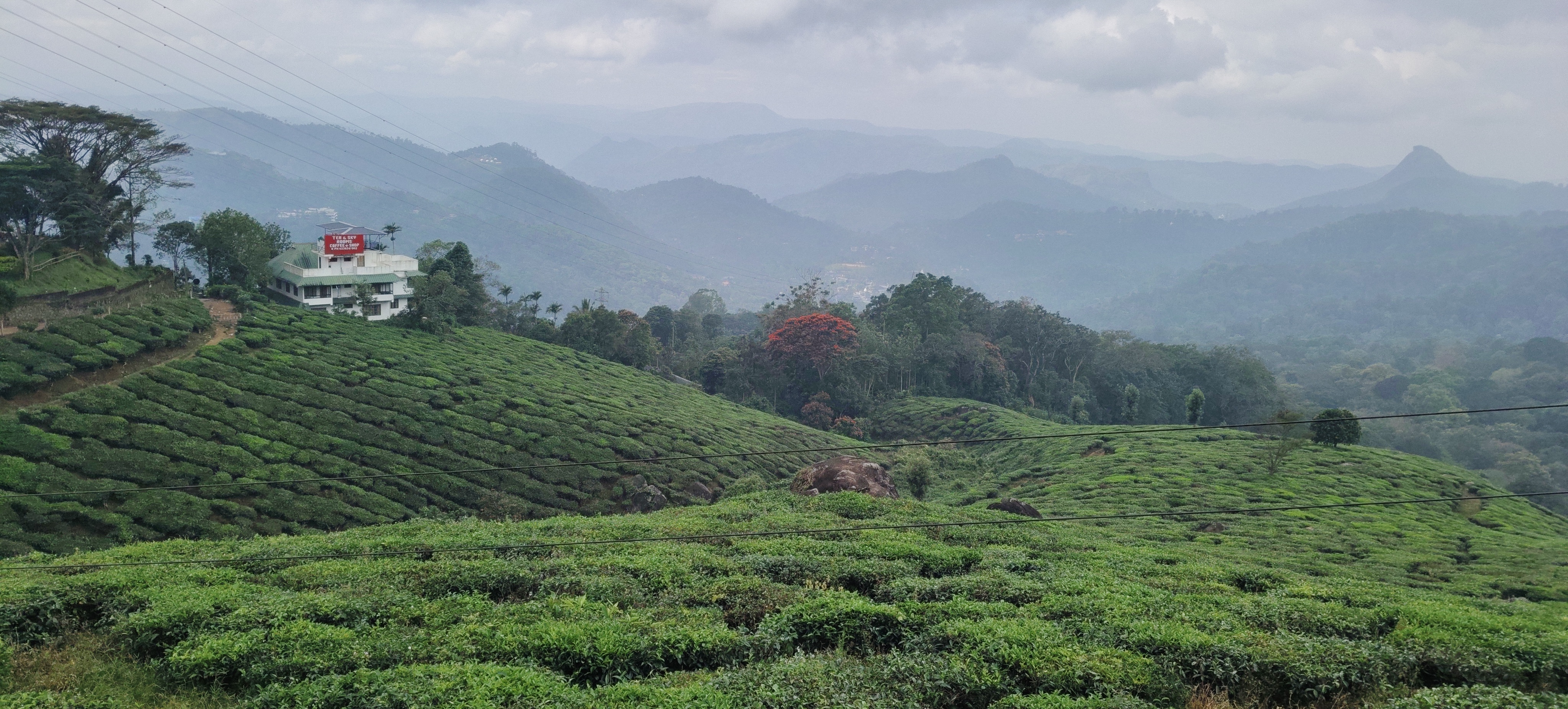 Kerala Plantation